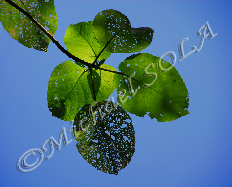 © Smike Photography by Michael Sola - All Rights Reserved